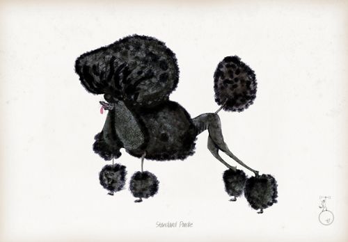 Standard Poodle - fun dog art print by Tony Fernandes